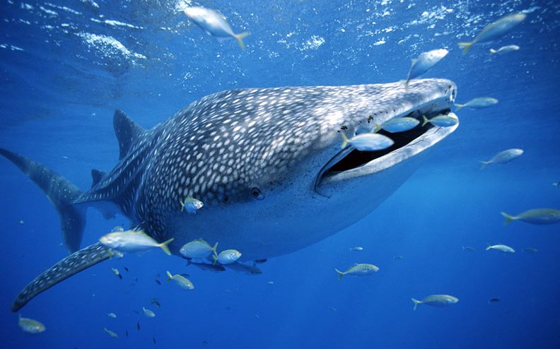 Oslob Whale Shark